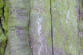 Unique wooden background, green tree, moss