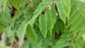 unique wuluh starfruit leaves up close