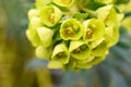 Unique yellow flowers of a Euphorbia plant blooming in a winter garden, as a nature background Royalty Free Stock Photo