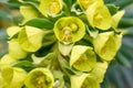 Unique yellow flowers of a Euphorbia plant blooming in a winter garden, as a nature background Royalty Free Stock Photo