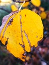 Beautiful yellow leaf