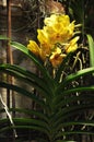 Unique yellow orchid vanda on concreate wall Royalty Free Stock Photo