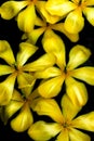 Unique Yellow Pond Lilies