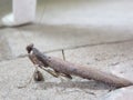 Praying Mantis body. Symbol of stillness meditation. light brown. grey. side view. Close-up