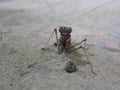 Praying Mantis body. Symbol of stillness meditation. light brown grey. front view. Close-up