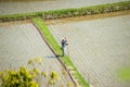 Worker in terraced rice fields in Japan