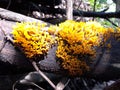 Uniquely shaped yellow wild wood fungus