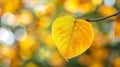 A uniquely shaped tulip tree leaf with bright yellow color, set against a blurred autumn backdrop Royalty Free Stock Photo