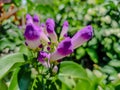 The uniqueness of purple flowers that bloom with buds is no different Royalty Free Stock Photo