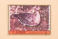 A stamp printed in the United Arab Emirates shows a bird, circa 1972
