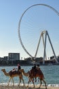 United Arab Emirates, Dubai, ferris wheel and camels.