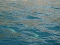 United Arab Emirates Oman dolphin watching boat trip Khasab Musandam dhow cruise Royalty Free Stock Photo
