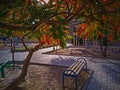 United colours of autumn trees