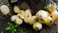 United family.  close-knit group of fungi, growing next to a log of wood Royalty Free Stock Photo