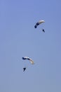 United States Air Force Paratroopers Royalty Free Stock Photo