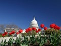 United States Capital with Tulips