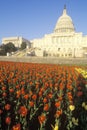 United States Capitol Building at Sunset, Washington, D.C. Royalty Free Stock Photo