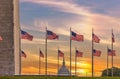 US flags around the Washington Monument with the Capitol in the Background Royalty Free Stock Photo