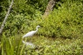 Fledgling blue heron in a wetland with greenery Royalty Free Stock Photo