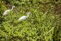 Fledgling blue herons in a wetland with greenery