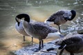 Flock of Canada geese preening in a park