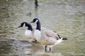 Flock of Canada geese preening in a park