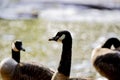 Flock of Canada geese preening in a park