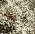 A unity of four weaver ants Royalty Free Stock Photo