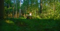 Unity with nature. Serenity and contemplation. World mental health day. Woman meditate on stump in heart of forest