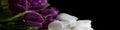 Universal banner 4x1 for websites, social networks, typography bouquet of white and purple tulips close-up Royalty Free Stock Photo