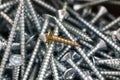 Universal silver screws of different sizes closeup Royalty Free Stock Photo