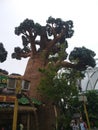Baobab tree. Universal Studios, Sentosa, Singapore