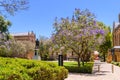 University of Adelaide city campus building with a monument and jacaranda tree Royalty Free Stock Photo