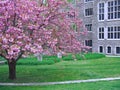University campus with flowering crab apple tree