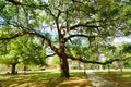 University of Florida building and big tree