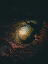 The Florida Gators logo adorns a rock 100' underwater in the cavern of Paradise Springs, Ocala, Florida