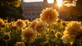 University Of Oregon Student Photographer Captures Oregon State University In Golden Light