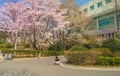 University students take photos under cherry blossom tree