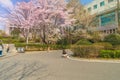 University students take photos under cherry blossom tree