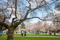 University of Washington Blossoming Cherry Trees Royalty Free Stock Photo