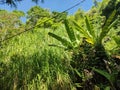 unkempt banana garden Royalty Free Stock Photo