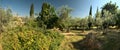 Unkempt garden in Tuscany