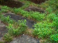 House front lawn over run by crabgrass and weeds Royalty Free Stock Photo