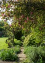 Unkempt, secluded, messy suburban garden with crazy paving path, cherry blossom tree, shrubs, flowers and greenery.