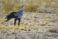 Unkempt secretarybird in Etosha National Park, Namibia Royalty Free Stock Photo