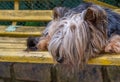 Stray dog on a yellow park bench Royalty Free Stock Photo