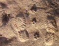 Animal, Foot prints, Sand, Wolf, Coyote, Dog Royalty Free Stock Photo