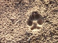 Animal, Foot prints, Sand, Wolf, Coyote, Dog Royalty Free Stock Photo