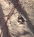 Animal, Foot prints, Sand, Wolf, Coyote, Dog Royalty Free Stock Photo