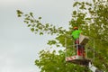 Unknown arborist cutting tree trunks or branches with help of a Royalty Free Stock Photo